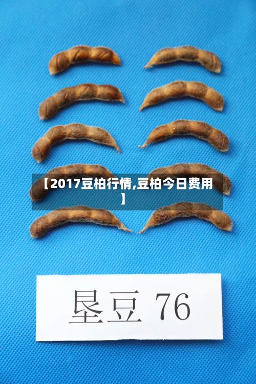 【2017豆柏行情,豆柏今日费用】