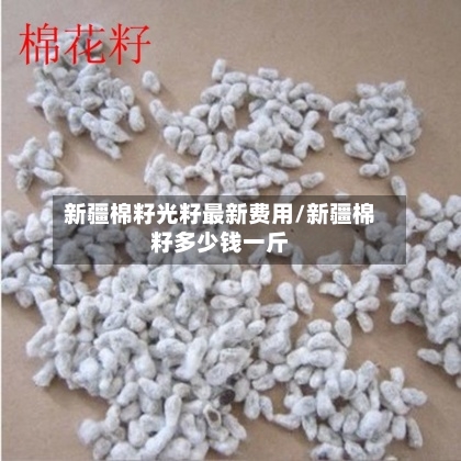 新疆棉籽光籽最新费用/新疆棉籽多少钱一斤-第2张图片