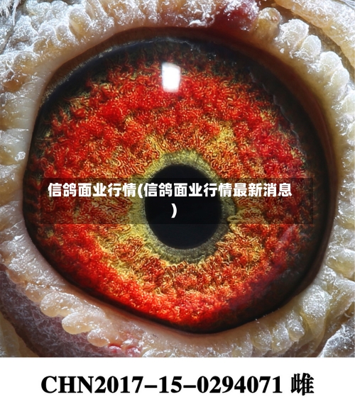 信鸽面业行情(信鸽面业行情最新消息)