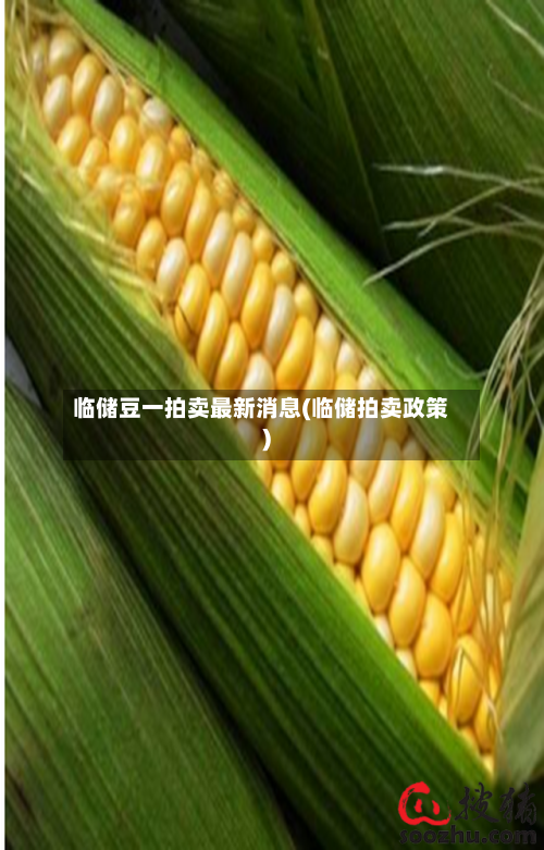 临储豆一拍卖最新消息(临储拍卖政策)-第2张图片