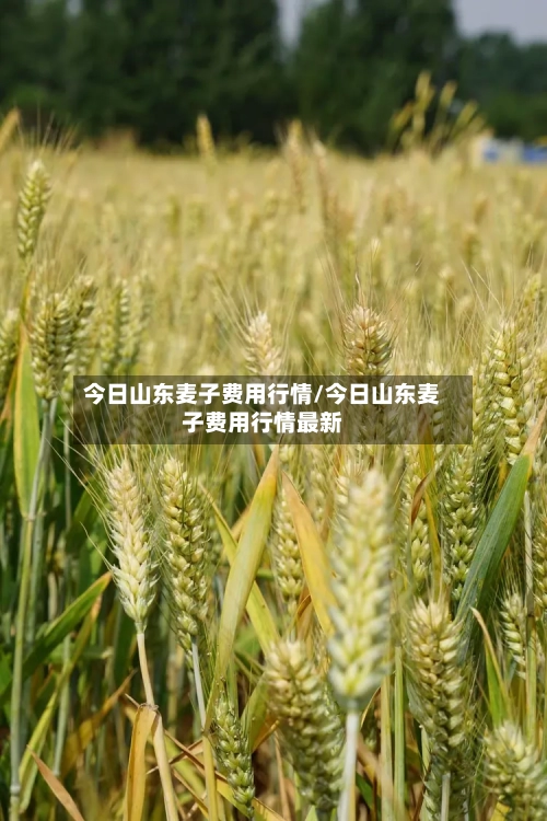 今日山东麦子费用行情/今日山东麦子费用行情最新-第2张图片