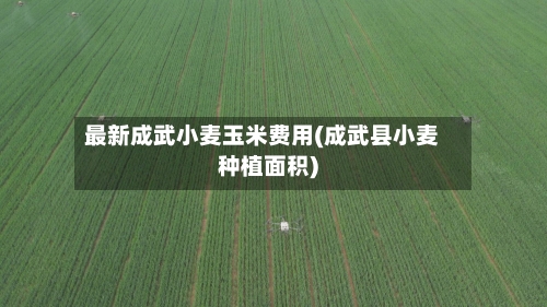 最新成武小麦玉米费用(成武县小麦种植面积)-第2张图片