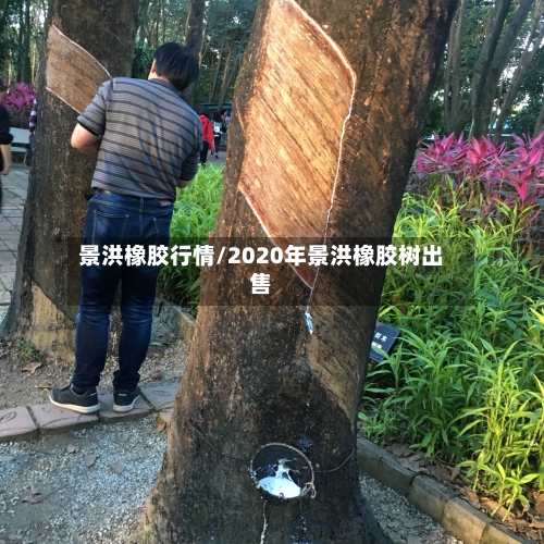 景洪橡胶行情/2020年景洪橡胶树出售