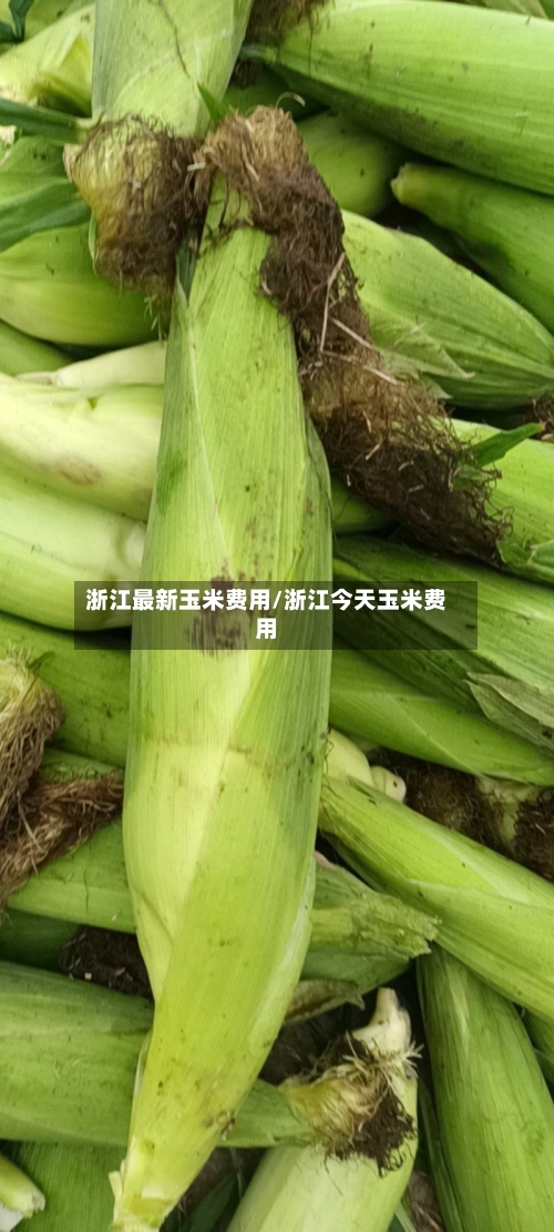 浙江最新玉米费用/浙江今天玉米费用