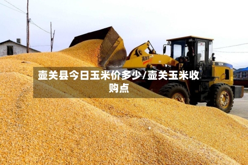 壶关县今日玉米价多少/壶关玉米收购点